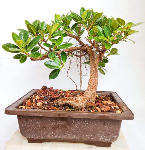 Calming Bonsai Plants for Homes & Workspaces