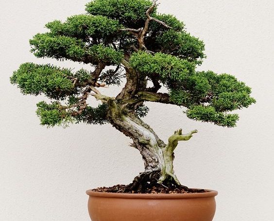 Potted Bonsai Plants for Homes & Offices