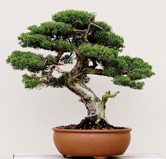 Potted Bonsai Plants for Homes & Offices